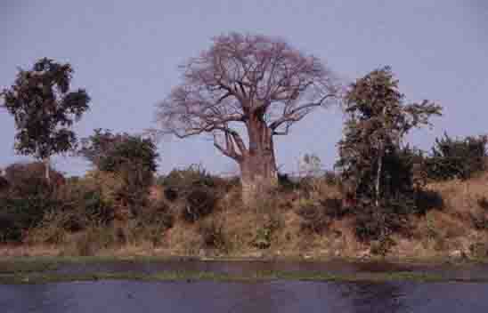 de baobabboom aan de overkant van het water