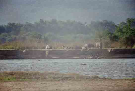 hippos in de zon