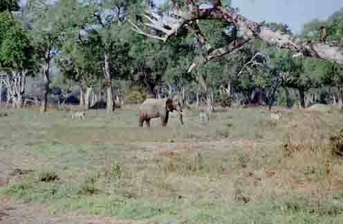 Olifant en Zebras